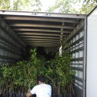 IFMT – Campus Avançado Guarantã do Norte recebe doação de cerca de 2.000 (duas mil) mudas de árvores nativas e frutíferas que irão viabilizar a implantação do PRAD(Plano de Recuperação de Áreas Degradadas) e arborização das vias de acesso ao Campus